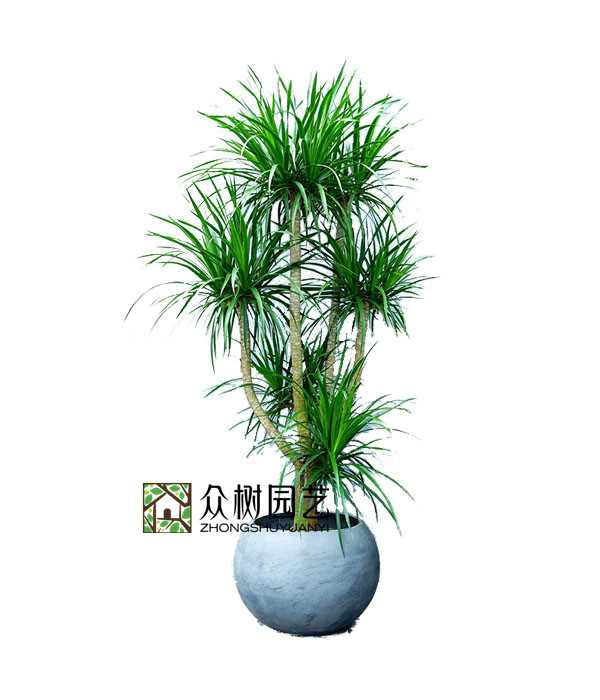 多頭龍血樹