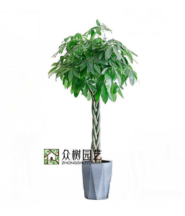 辮子發財樹
