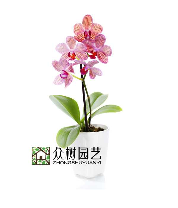 蝴蝶蘭(一）